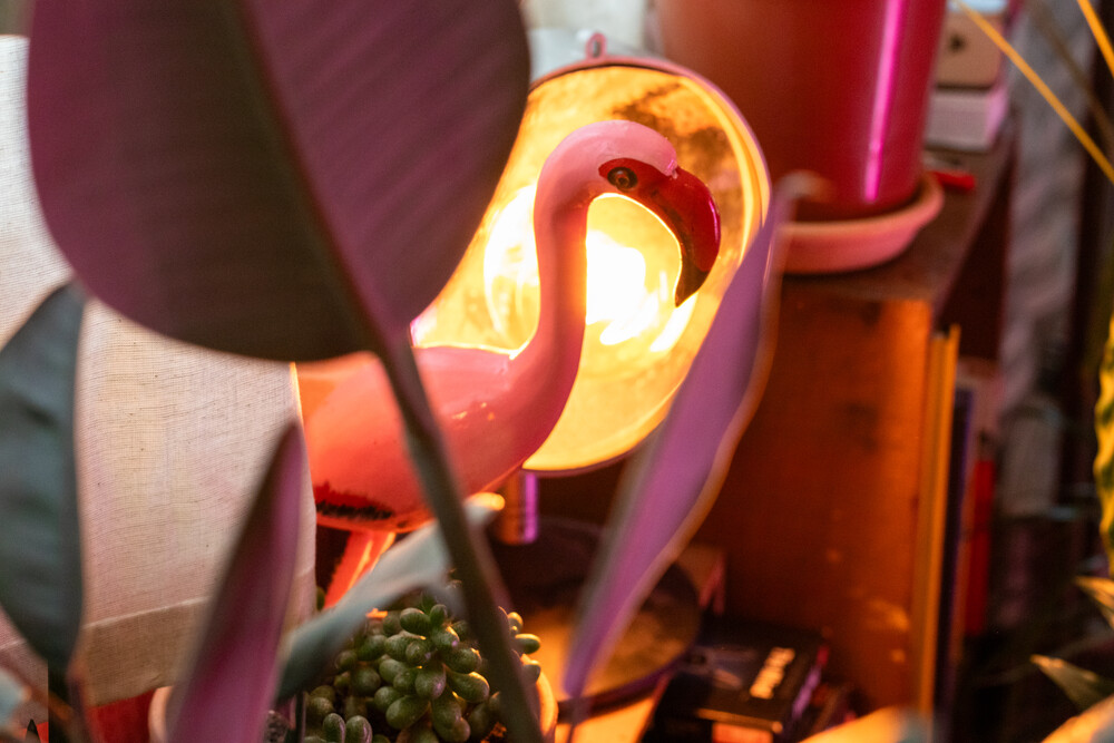 Flamand Rose